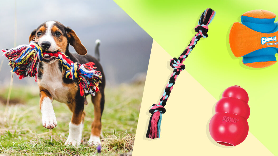 Best Puppy Toys.