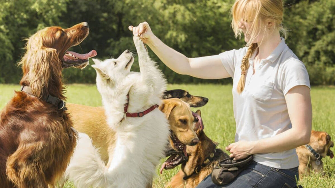 Best Skillshare classes for training dogs.