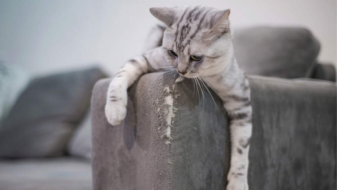 Cat behavioural issues.