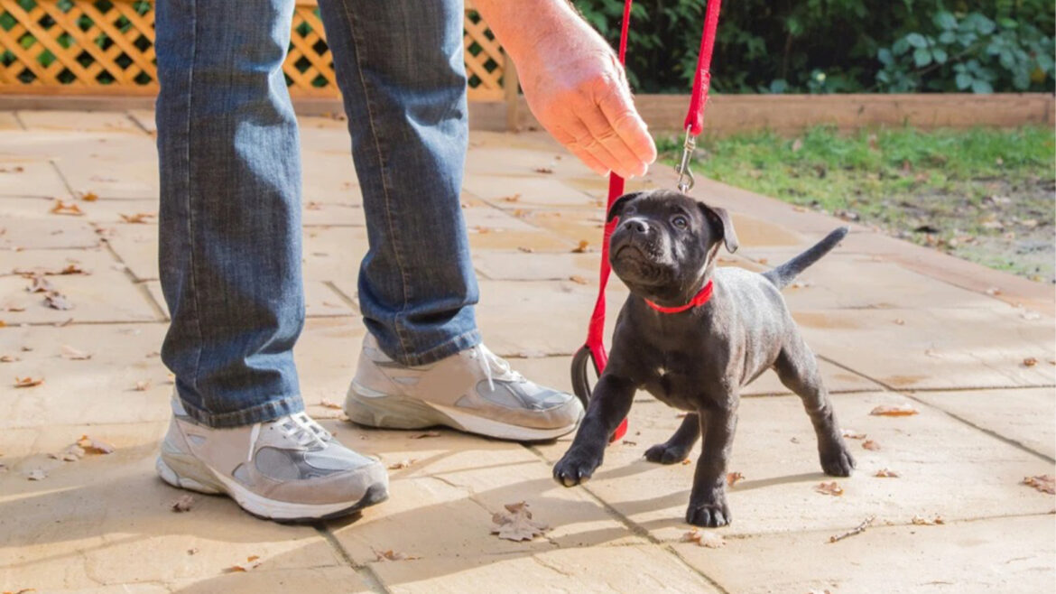 Discipline in Dogs Can Be Taught in a Variety of Ways.