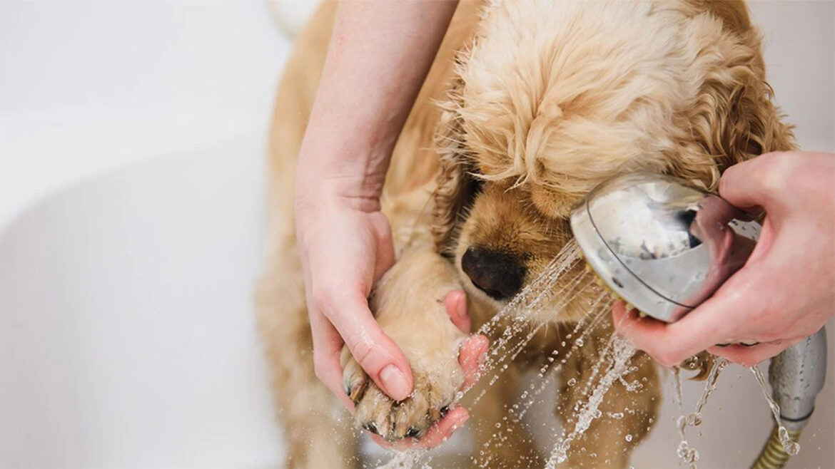 Dog Bathing Essentials.