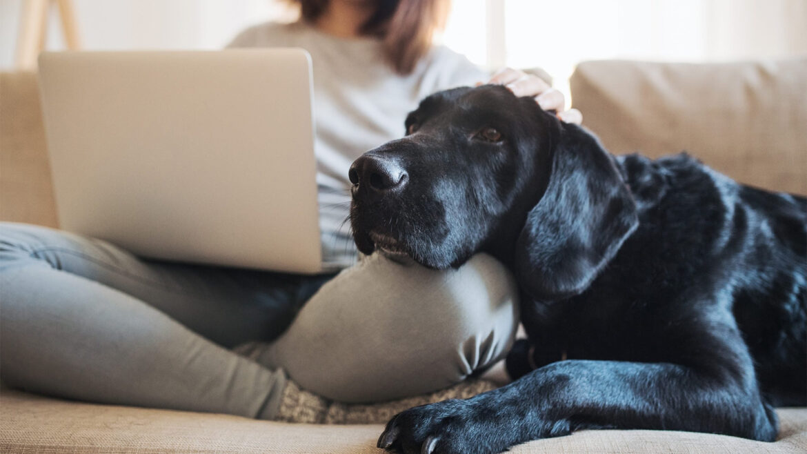 Dog Breeds that Are Best for Apartment Living.