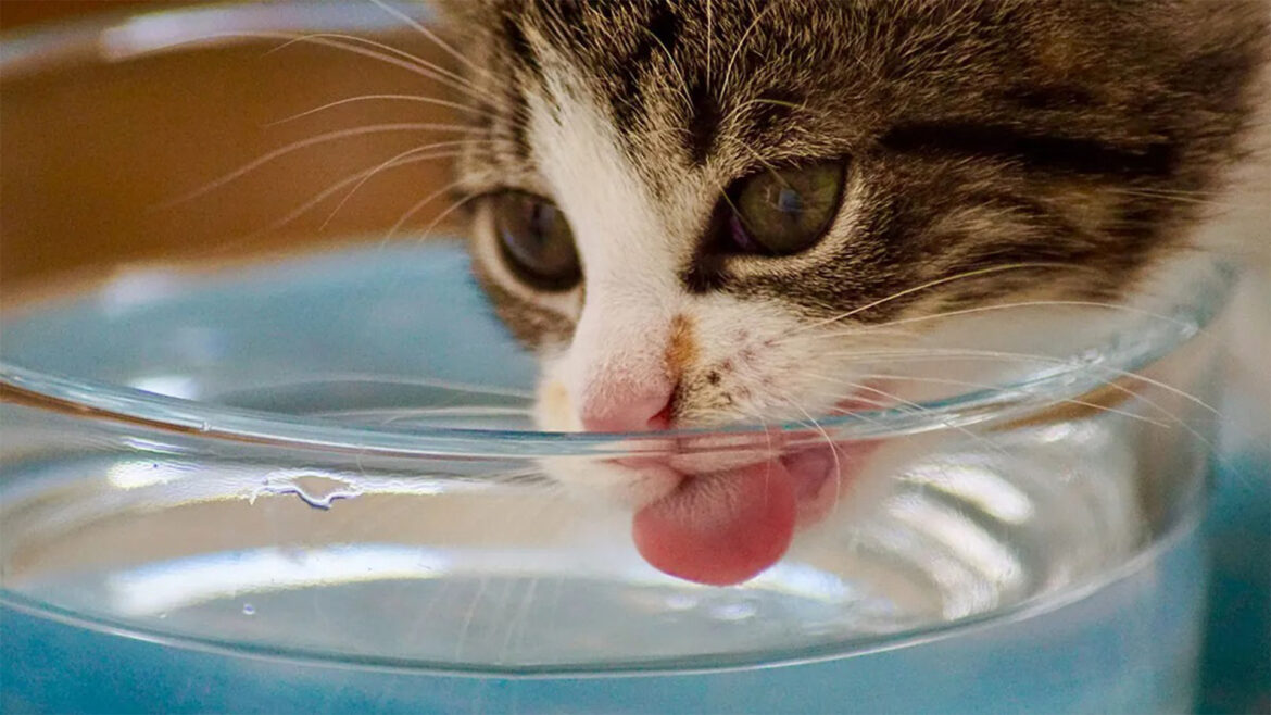 How Can You Tell If Your Cat Is Dehydrated?