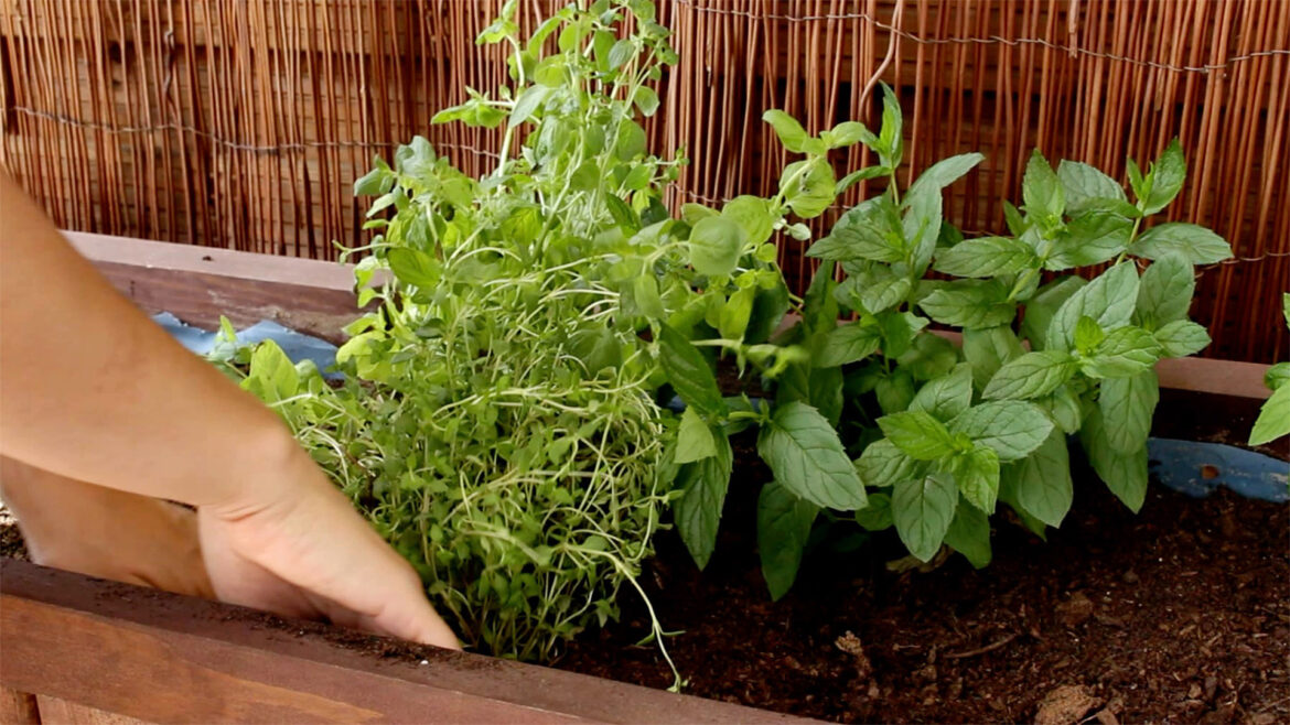 How Growing Your Own Medicinal Plants Can Benefit You.