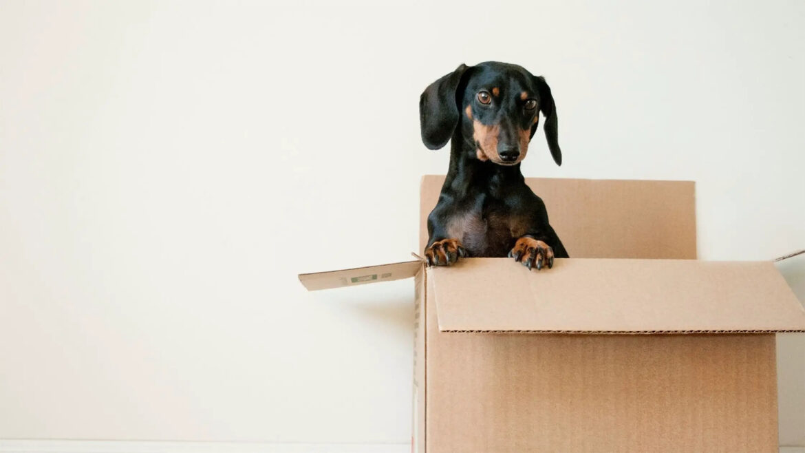 How to Convert Old Cardboard Boxes Into a Dog Bed at Home.