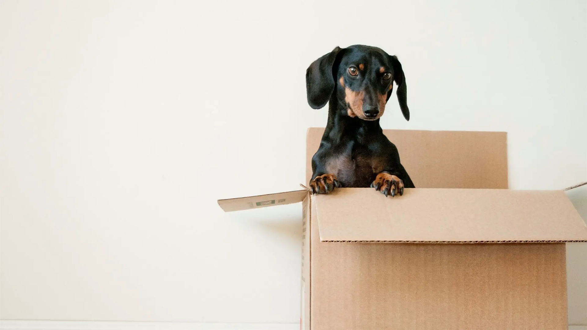 How to Convert Old Cardboard Boxes Into a Dog Bed at Home.