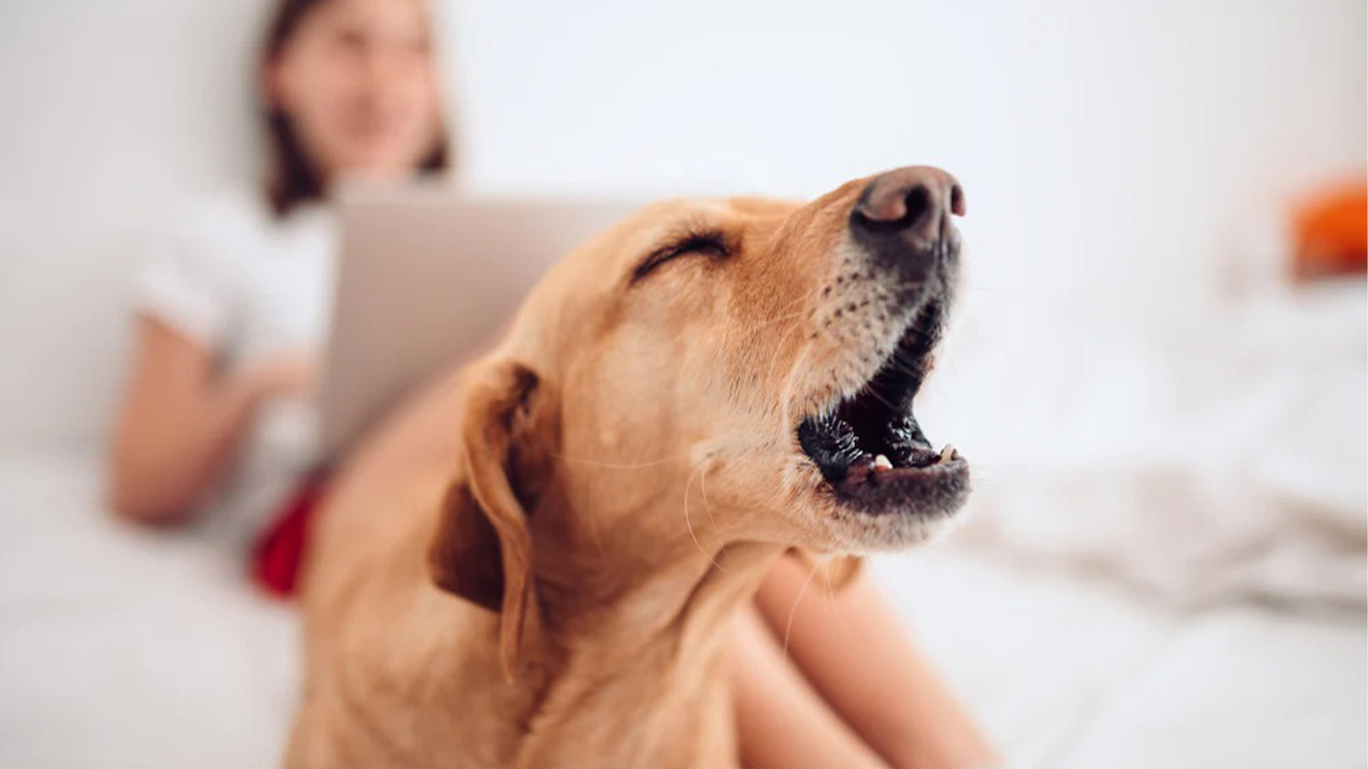 How to Get Your Dog to Quit Barking.