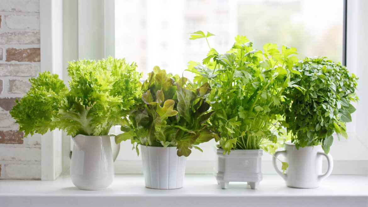 How to Grow a Garden Indoors.