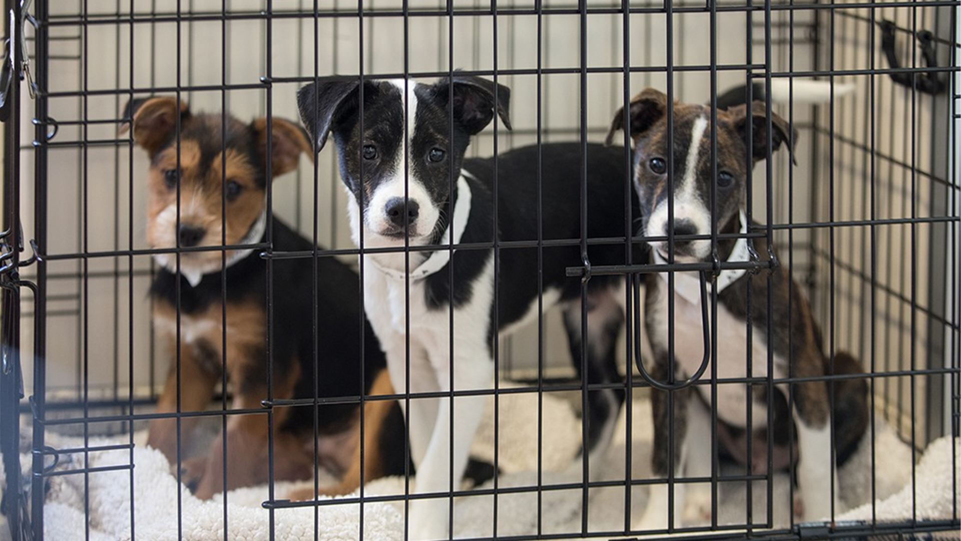 How to Make a Shelter Pet Decision.
