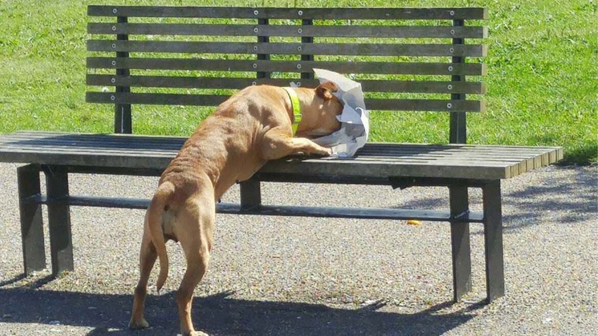 How to Respond if Your Pet Consumes Poison.