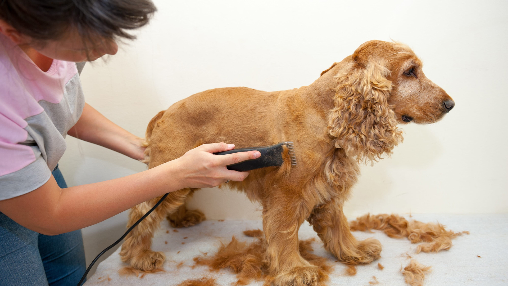 How to Trim Your Dog's Hair at Home.