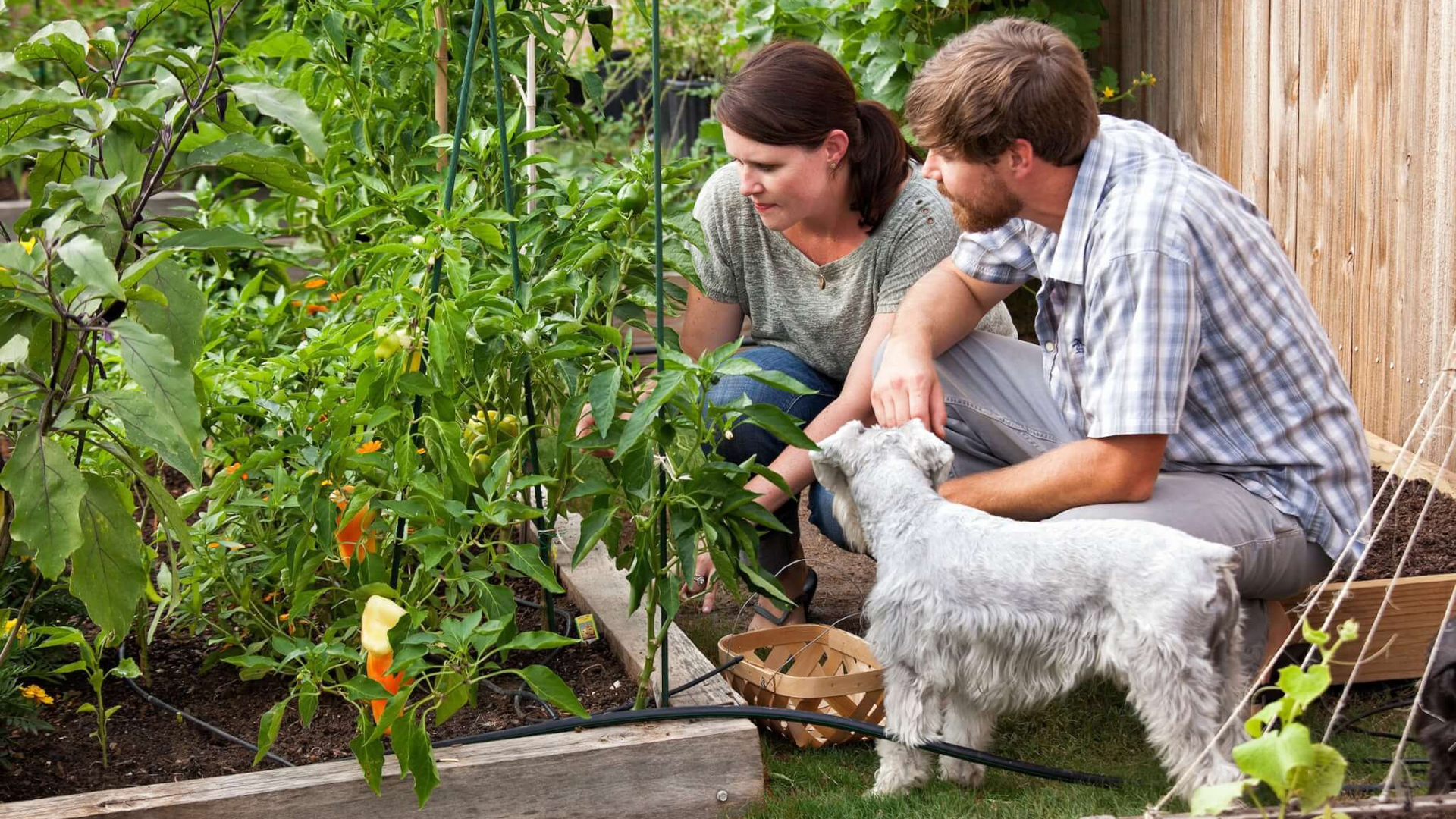 How to take care of a basic vegetable garden.