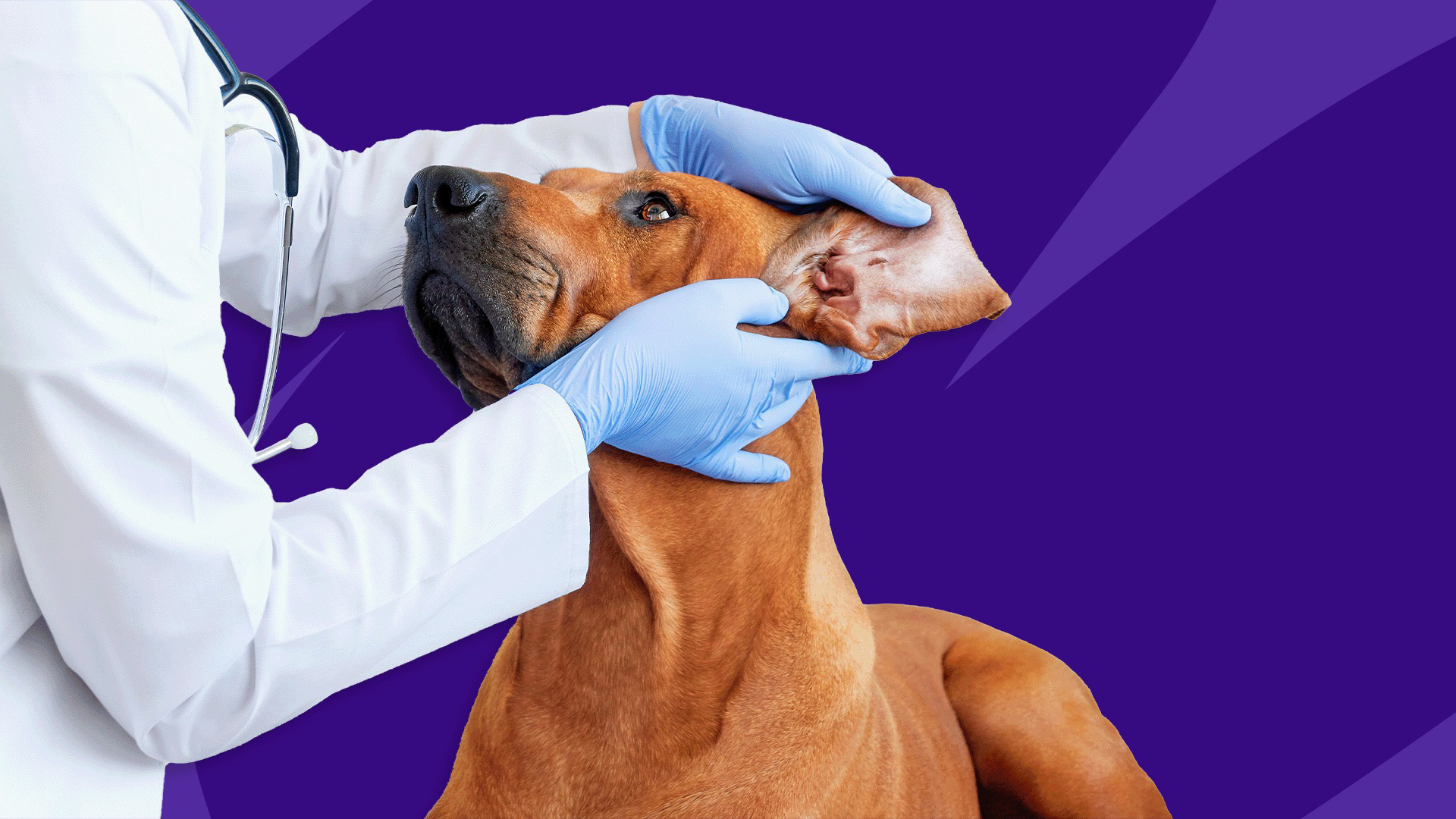 Natural Treatments for Dog Ear Infections.