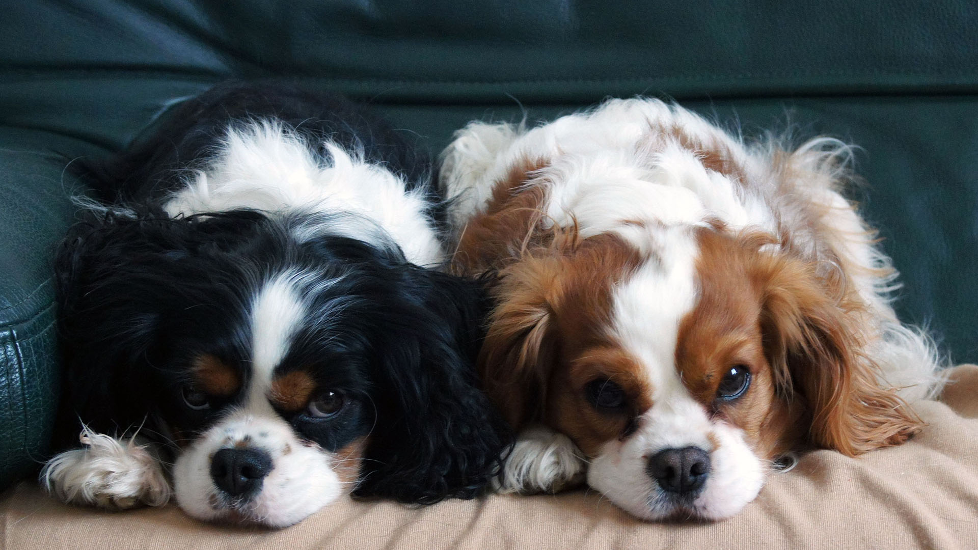 Pets that require less maintenance.