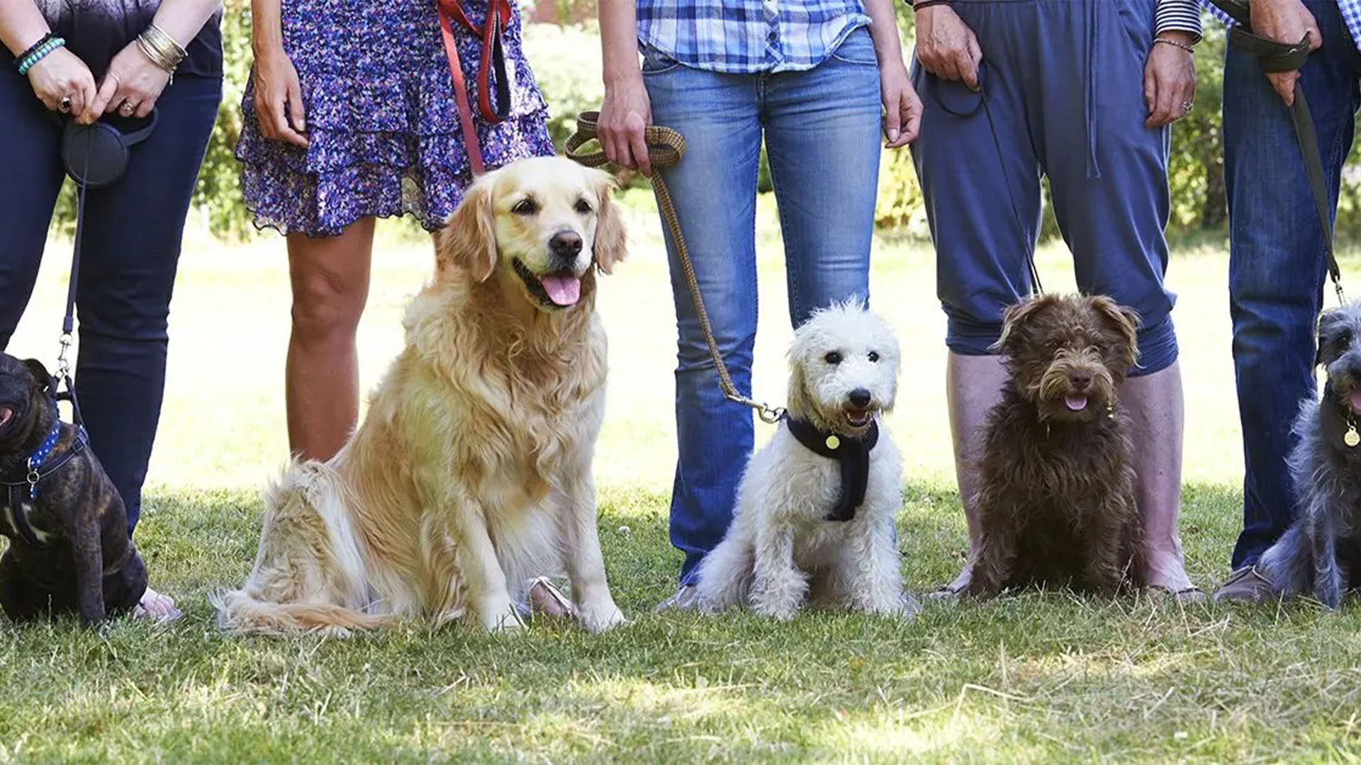 Professional Dog Training Courses to Take into Account.
