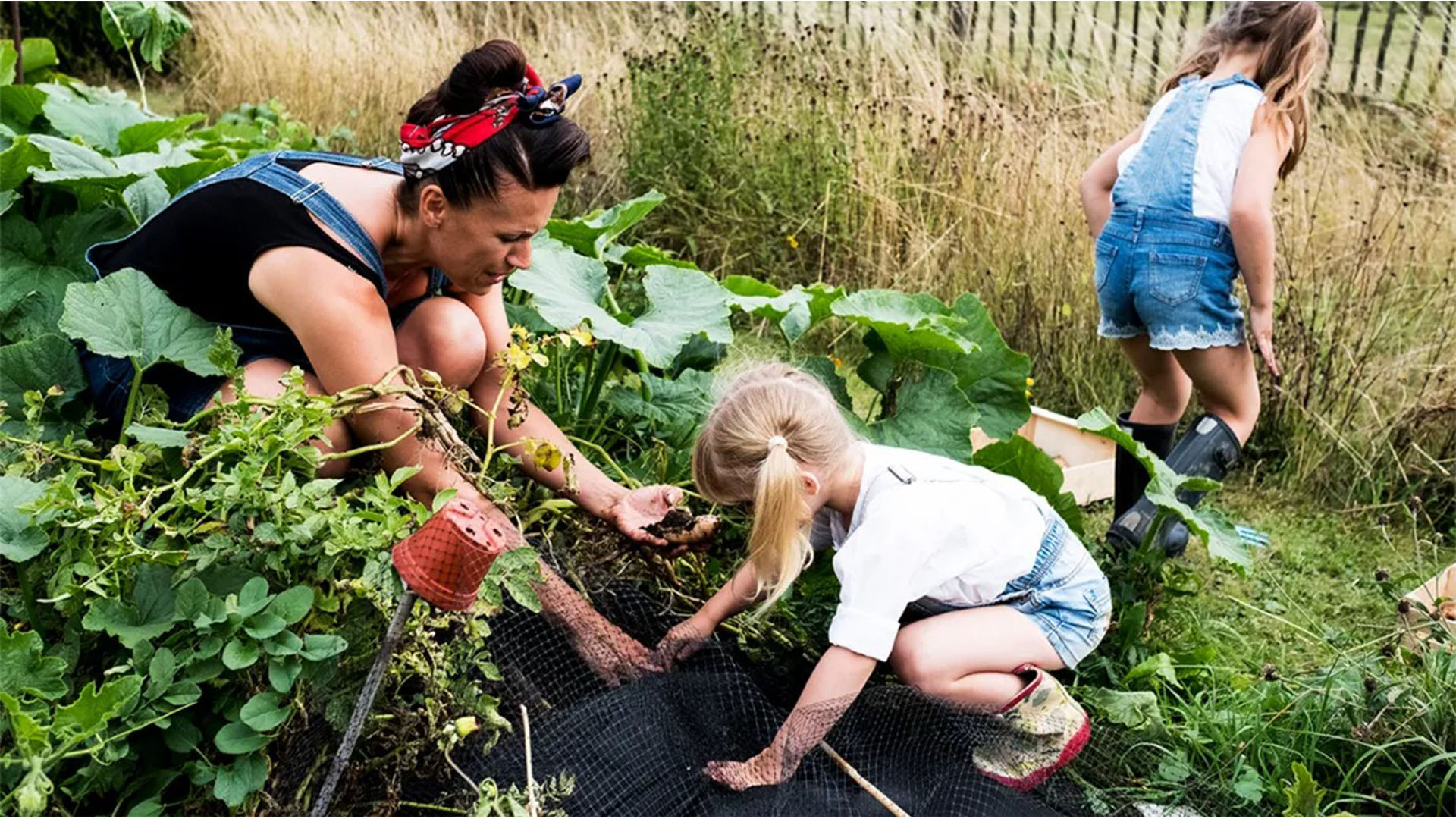 Simple gardening practises to maintain the ideal lawn and garden.