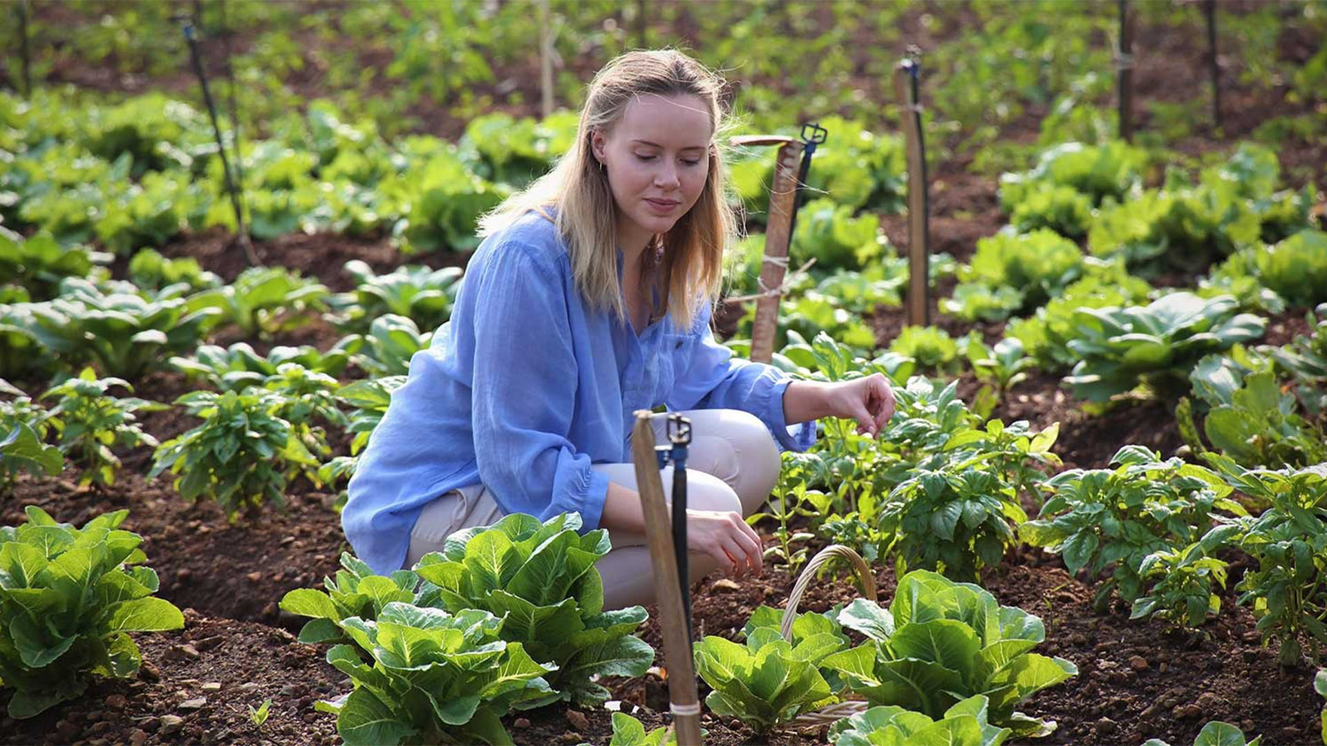 The Advantages of Organic Gardening Techniques.