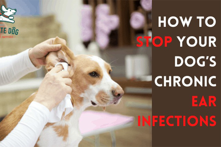 Natural Treatments for Dog Ear Infections.