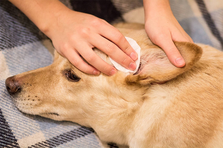 Natural Treatments for Dog Ear Infections.