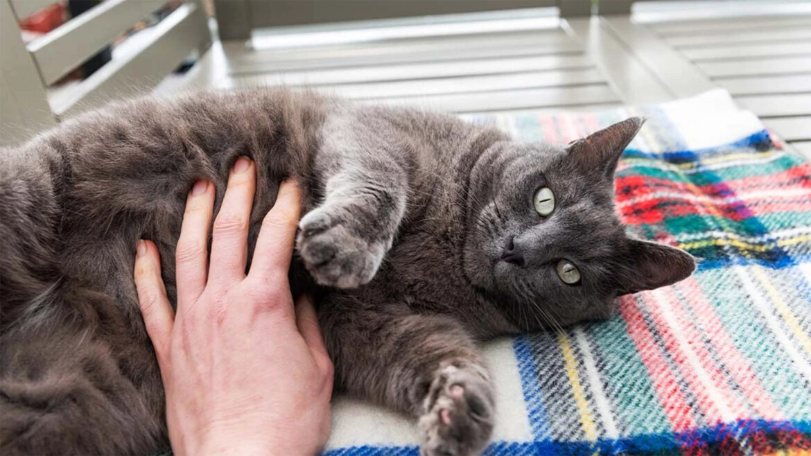 Do Cats Enjoy Belly Rubs? And Furthermore!