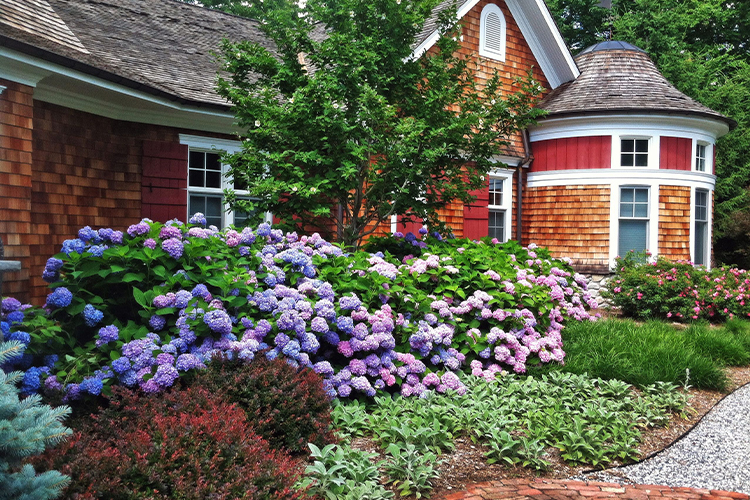 Best 15 Plants for Low-Maintenance Gardens.