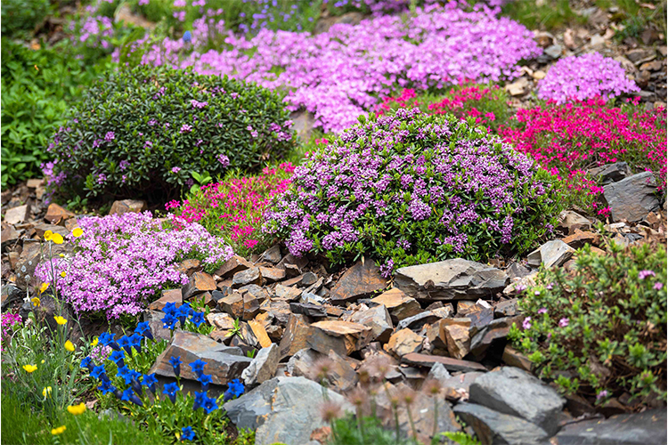 Best 15 Plants for Low-Maintenance Gardens.