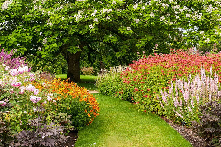 Best 15 Plants for Low-Maintenance Gardens.