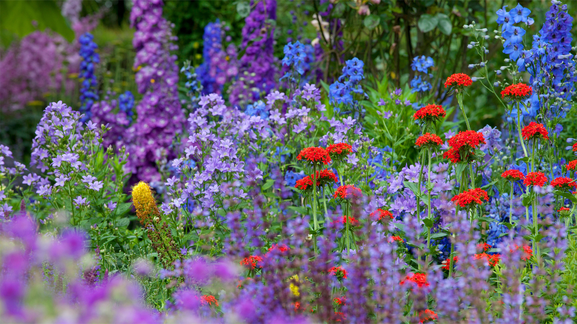 how to grow a garden of colours.
