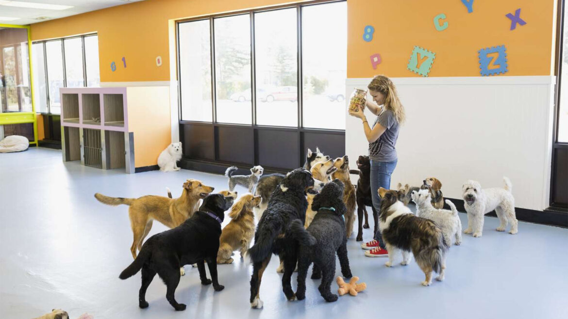 how to launch a dog daycare enterprise.