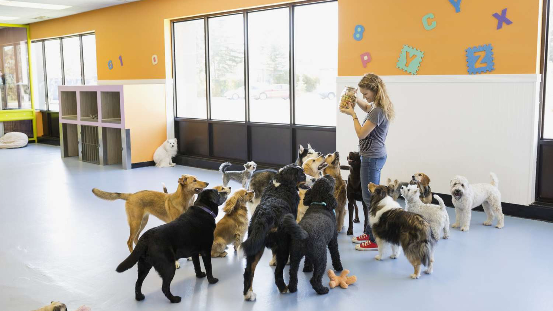 how to launch a dog daycare enterprise.