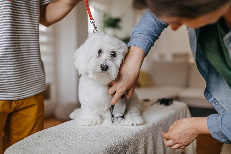 How to Trim Your Dog's Hair at Home.