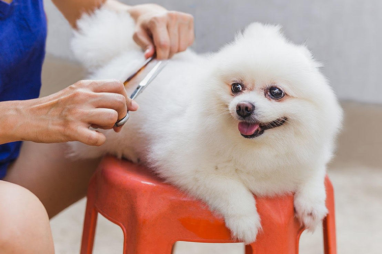How to Trim Your Dog's Hair at Home.