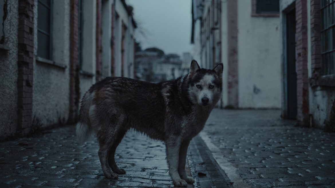 Have you lost a pet? How did you get through it?