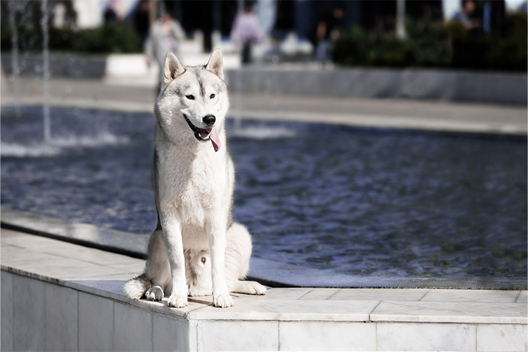 Is Your Dog Getting Stuck Near the Stove? A blog on pet security.