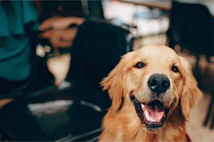 Is Your Dog Getting Stuck Near the Stove? A blog on pet security.