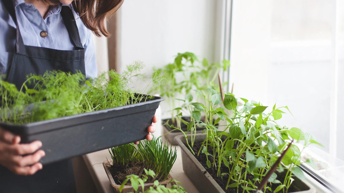 How I started a simple edible garden for less than $50/ $100.