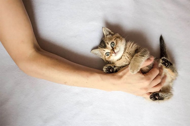 Do Cats Enjoy Belly Rubs? And Furthermore!
