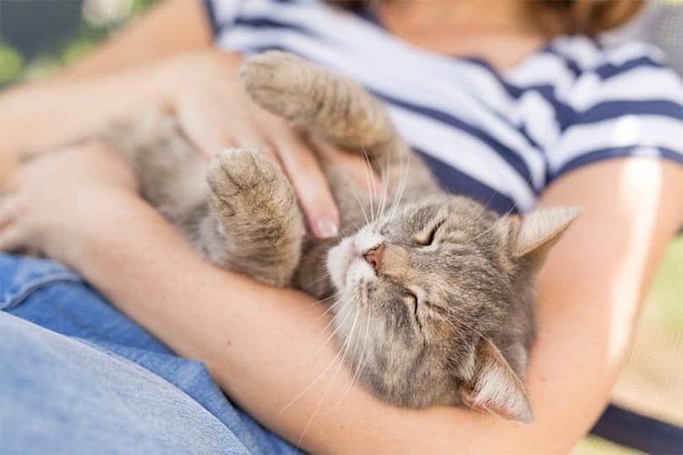Do Cats Enjoy Belly Rubs? And Furthermore!