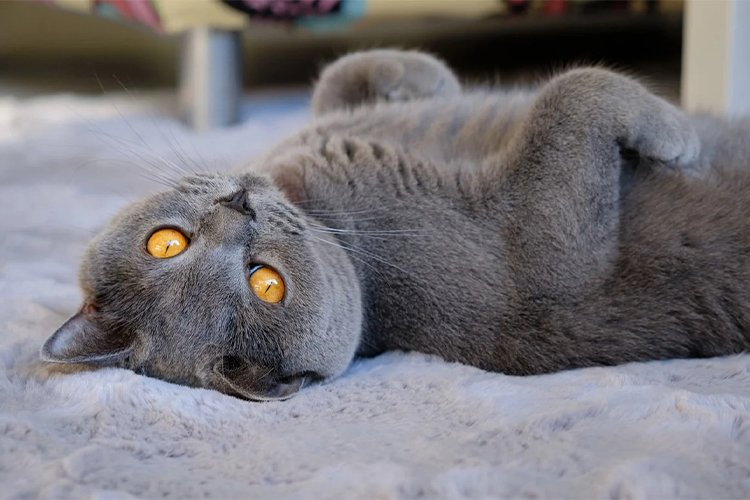 Do Cats Enjoy Belly Rubs? And Furthermore!