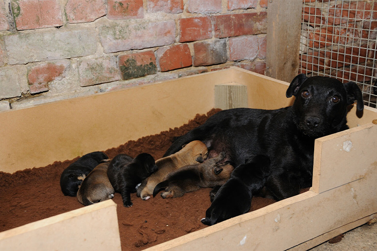 How to Convert Old Cardboard Boxes Into a Dog Bed at Home.