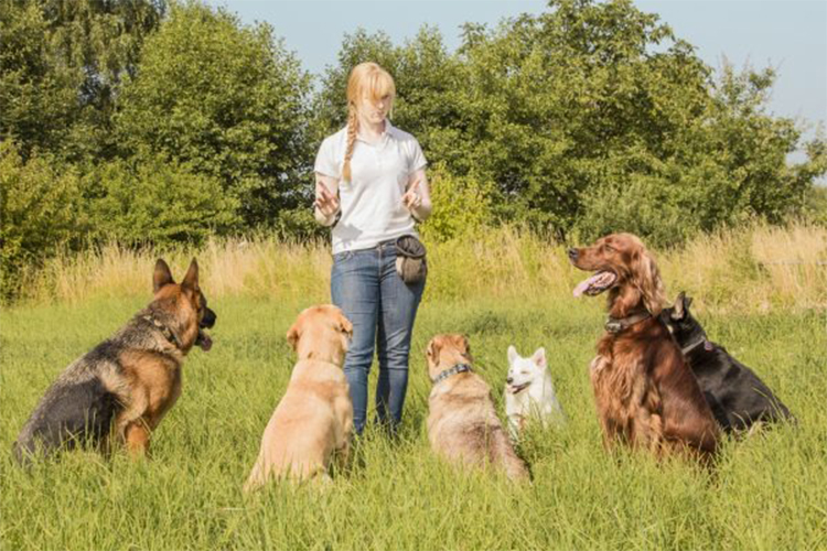 Best Skillshare classes for training dogs.