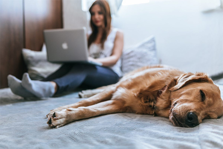 How to Create a Pet Blog that Earns Money.