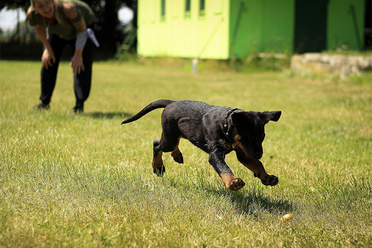 Best Skillshare classes for training dogs.