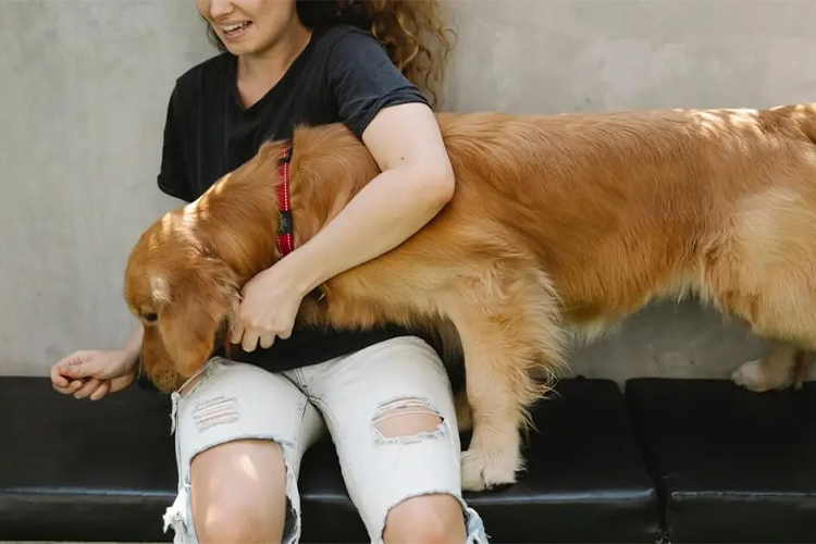 Best Skillshare classes for training dogs.