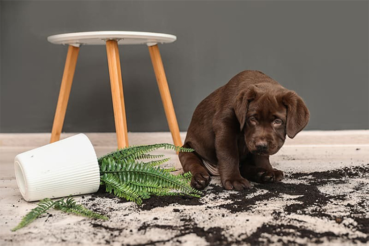 How to Respond if Your Pet Consumes Poison.