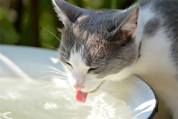 How Can You Tell If Your Cat Is Dehydrated?