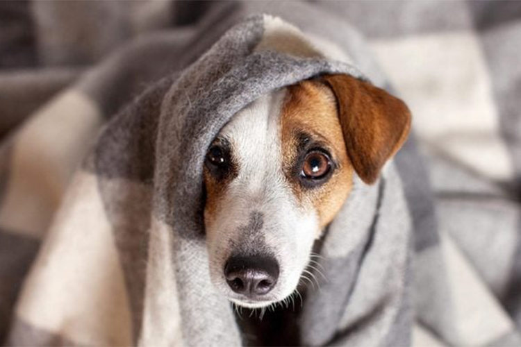 How to Respond if Your Pet Consumes Poison.