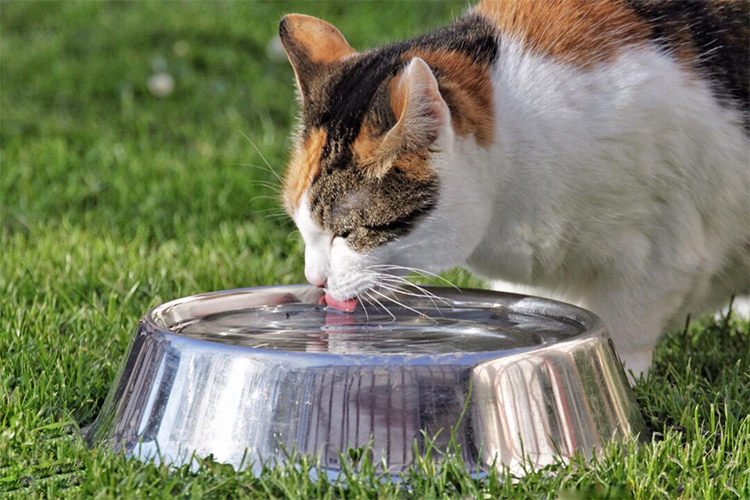 How Can You Tell If Your Cat Is Dehydrated?