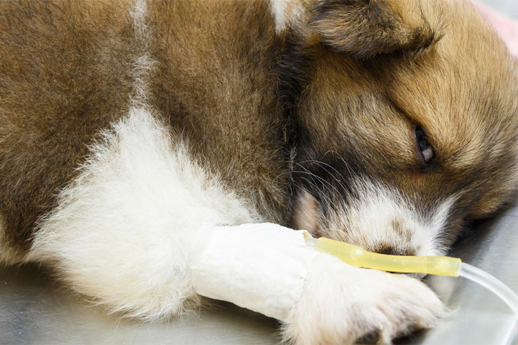 How to Respond if Your Pet Consumes Poison.