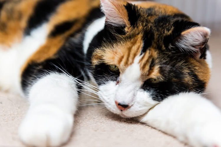 How Can You Tell If Your Cat Is Dehydrated?